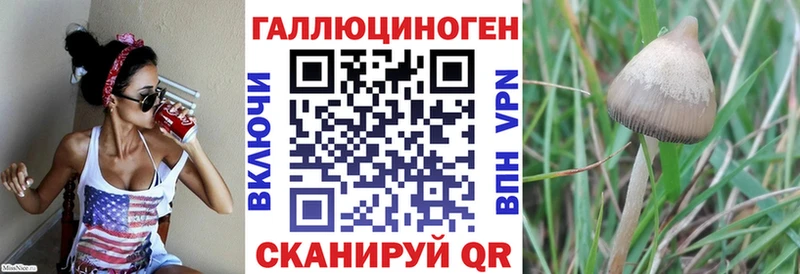 Галлюциногенные грибы Psilocybe  Купить закладки  Пикалёво 